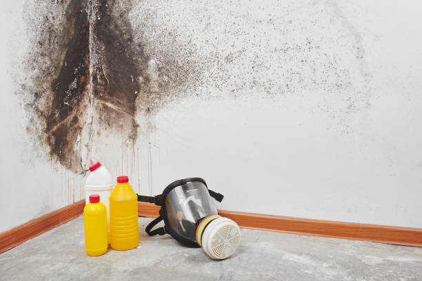 Best Emergency Mold Removal  in Cecil Bishop, PA