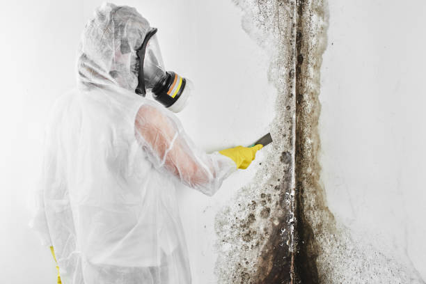 Best Mold Cleaning Services  in Cecil Bishop, PA