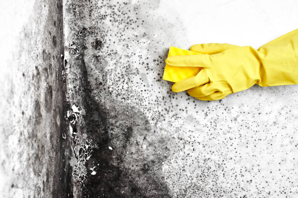 Attic Mold Removal in Cecil Bishop, PA