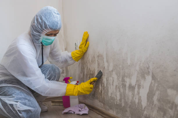 Best Certified Mold Removal  in Cecil Bishop, PA