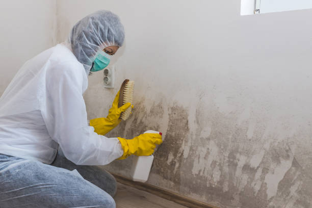 Best Commercial Mold Removal  in Cecil Bishop, PA
