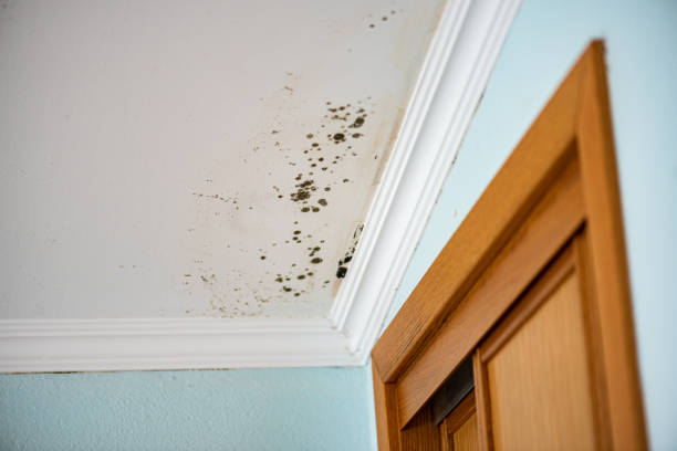 Best Fast Mold Removal  in Cecil Bishop, PA