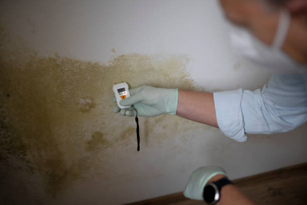 Best Affordable Mold Removal  in Cecil Bishop, PA