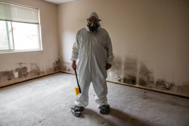 Best Mold Remediation  in Cecil Bishop, PA