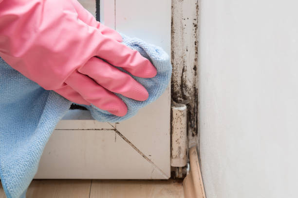 Best Home Mold Removal  in Cecil Bishop, PA