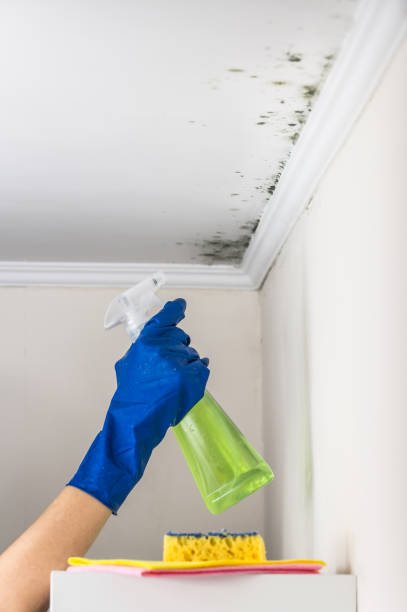 Best Water Damage Restoration  in Cecil Bishop, PA